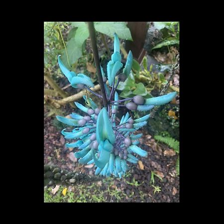 Phoenix Garden Pahoa Eksteriør bilde